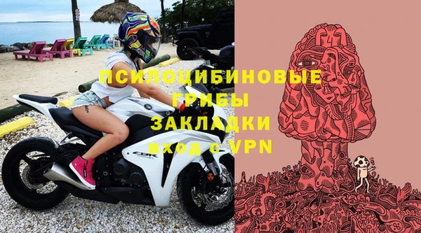 хмурый Аркадак